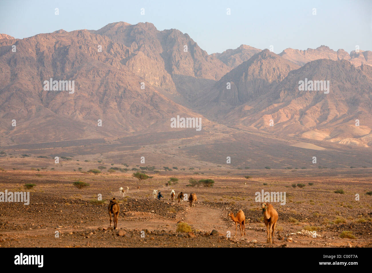 Camellos en Wadi Araba, Jordania. Foto de stock
