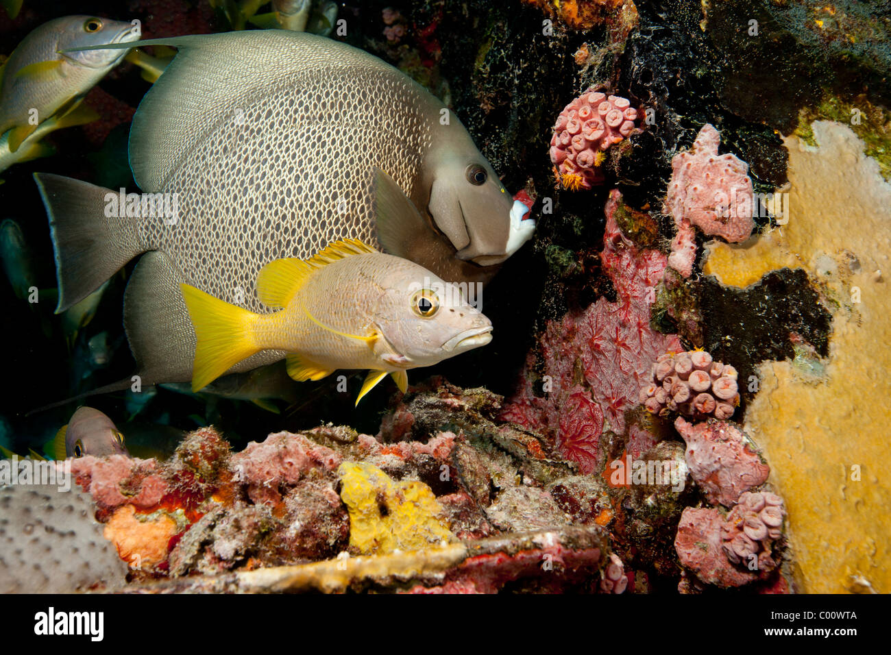 Vida marina en Acuario hábitat Foto de stock