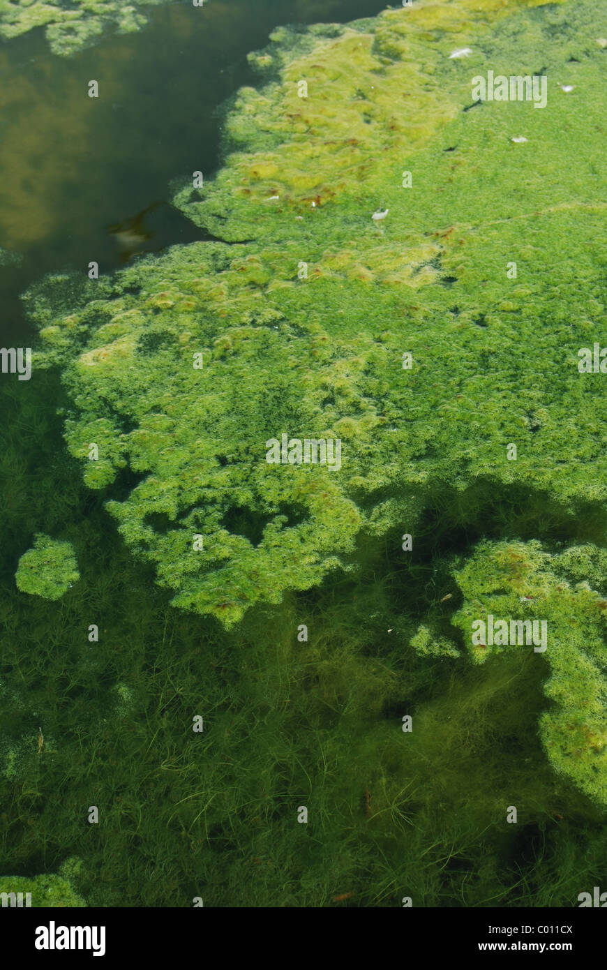 Las algas verdes de fondo de pantano Foto de stock