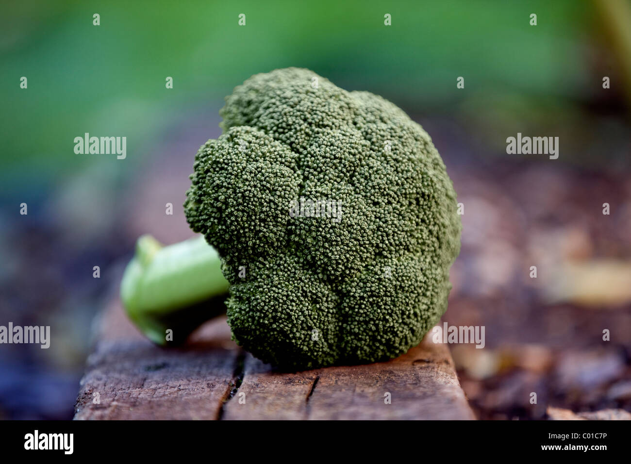 Una cabeza de brócoli en un jardín. Foto de stock