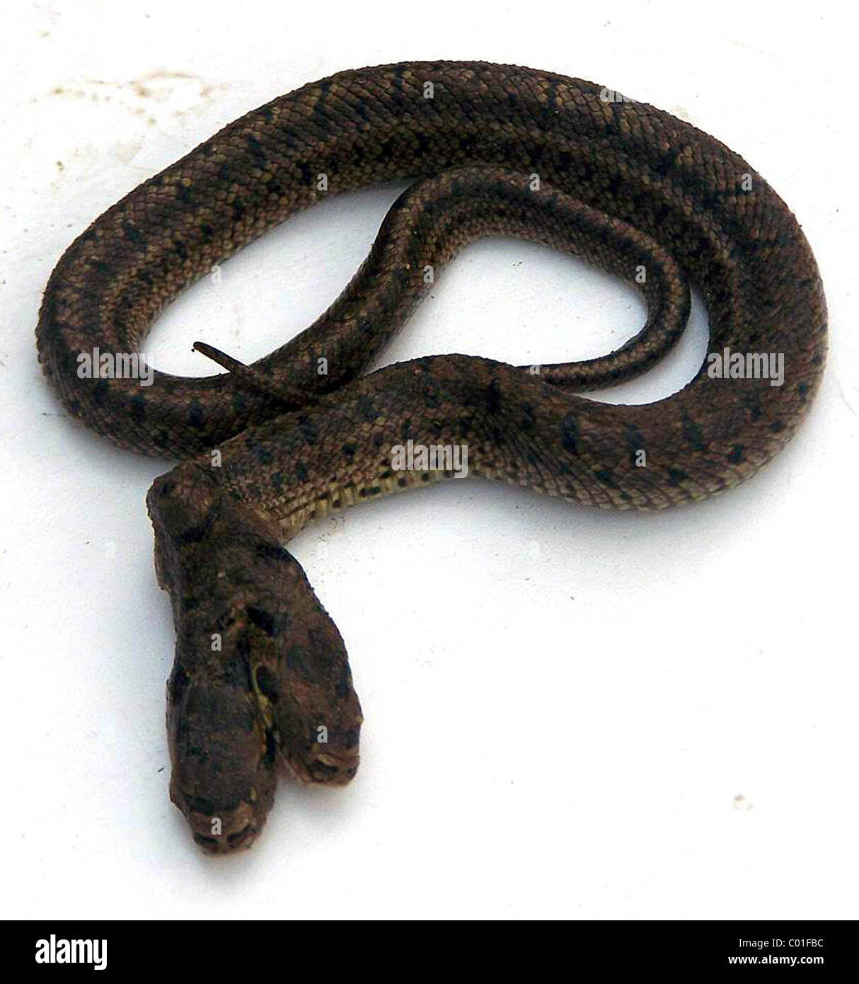 Una serpiente de dos cabezas de serpiente de dos cabezas ha sido