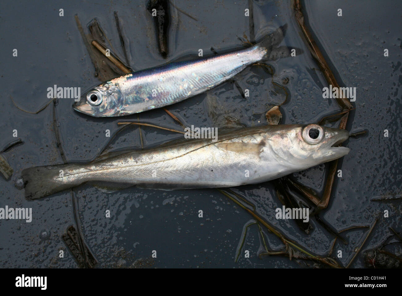 Dos pequeños peces, Espadín Sprattus sprattus encima, capturados durante una Beamtrawling en el río Mersey, Liverpool, Reino Unido Foto de stock