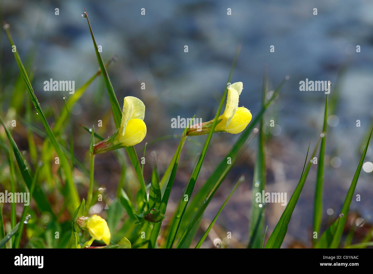 Pea-Asparagus (Lotus maritimus), Alta Baviera, Baviera, Alemania, Europa Foto de stock