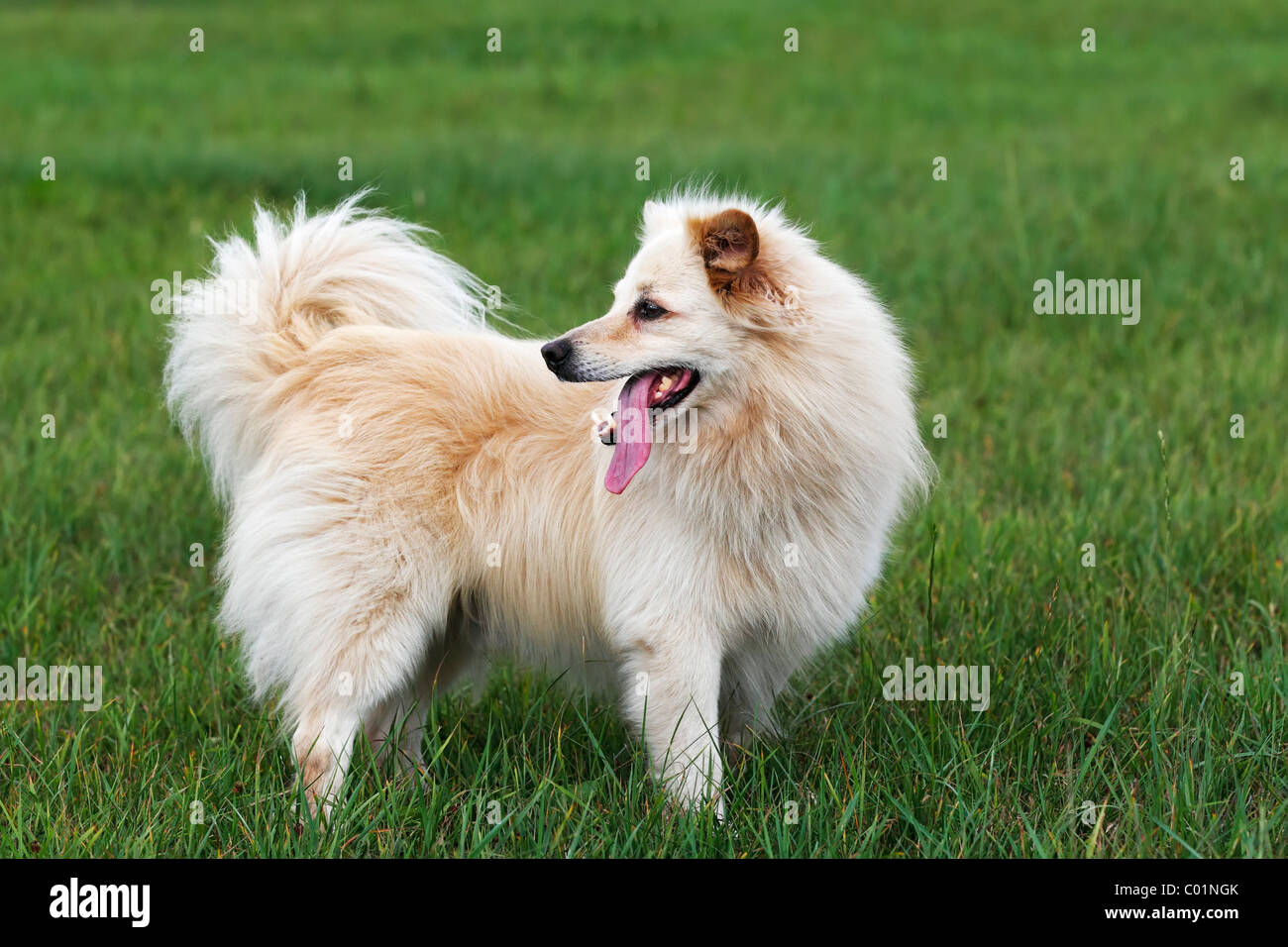 Pequeño perro blanco, spitz half-breed (Canis lupus familiaris), macho Foto de stock