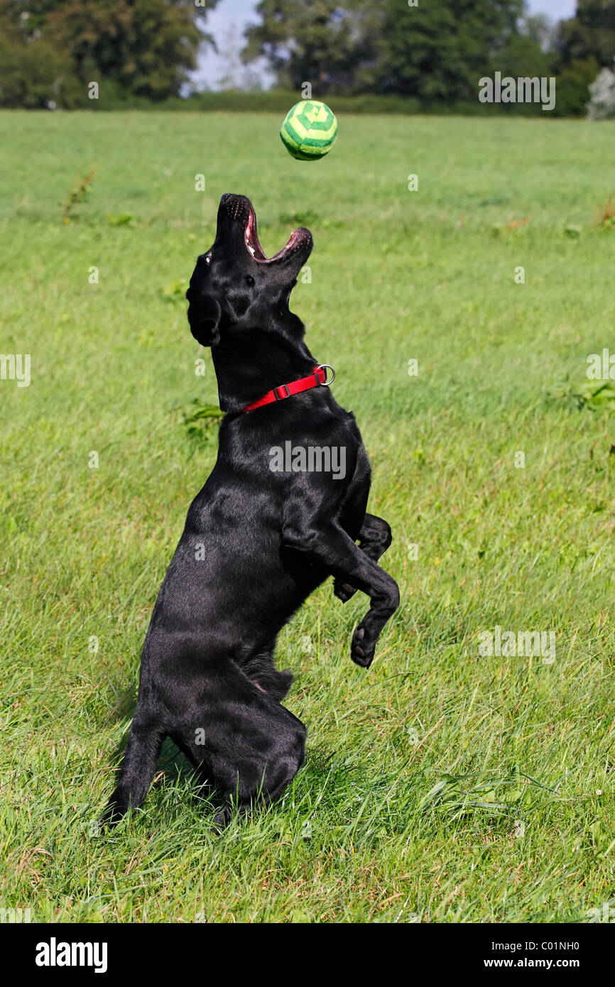 Joven negro Labrador Retriever perro (Canis lupus familiaris) jugando con una bola macho Foto de stock