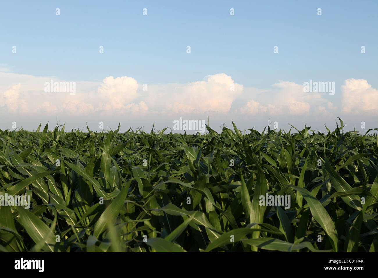 Tops de tallos de maíz en día de verano en el campo de Iowa con nubes en el cielo. Foto de stock