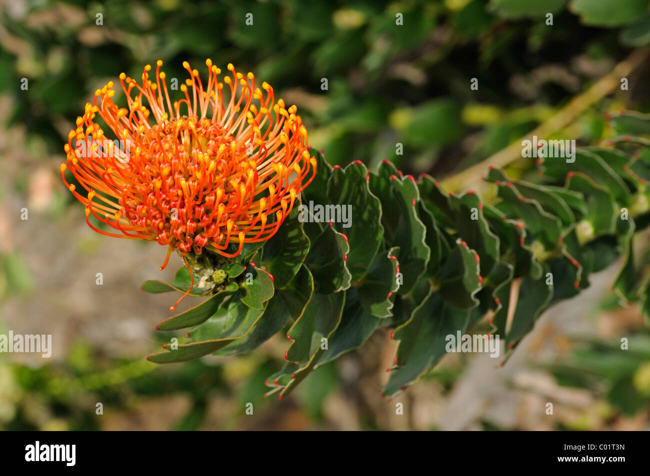 Rojo (protea acerico Leucospermum cordifolium), Cabo flora, Reino Floral del Cabo, Sudáfrica Foto de stock