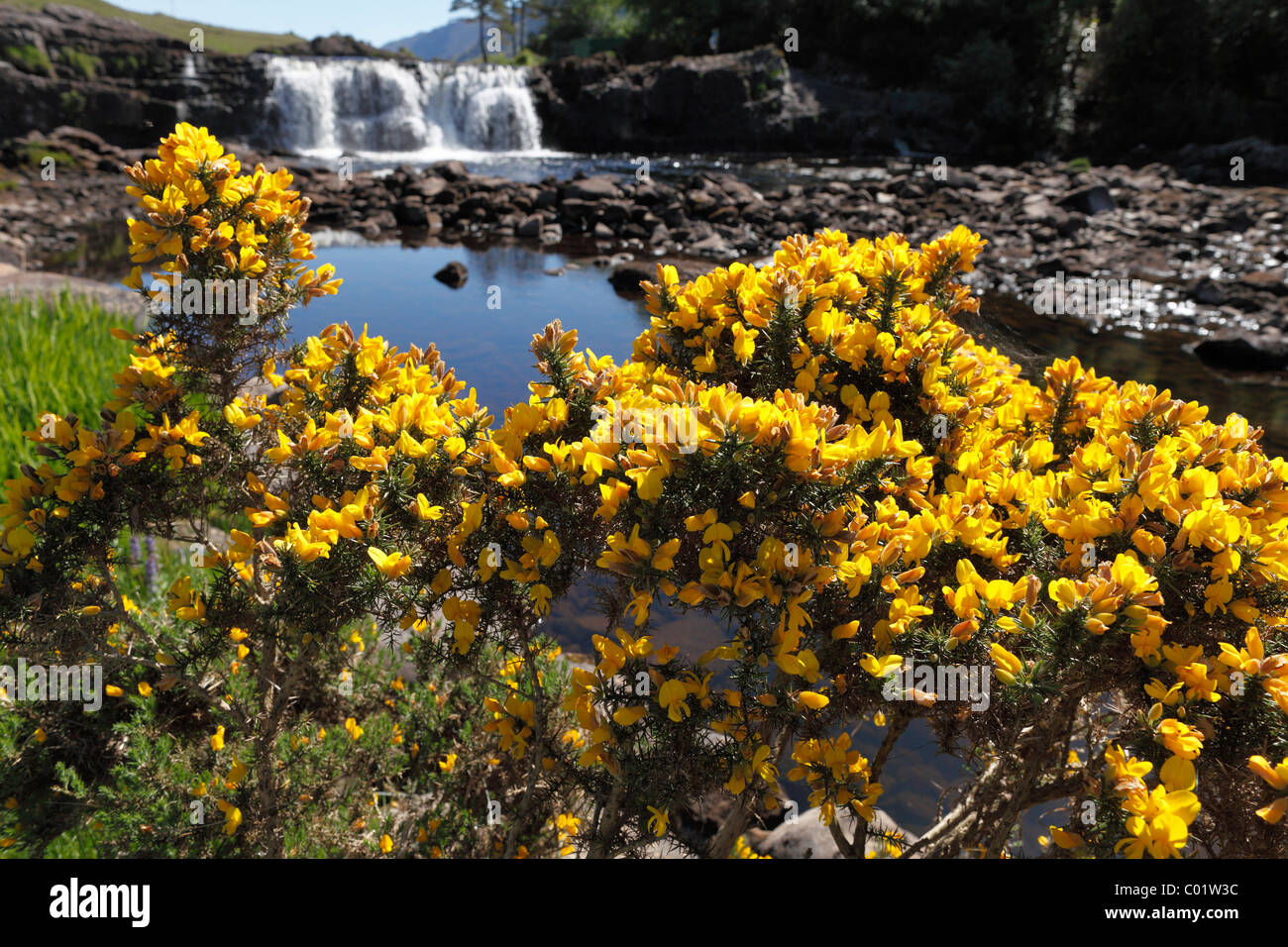 Aliaga (Ulex europaeus), Aasleagh Falls, Connemara, Condado de Mayo, República de Irlanda, Europa Foto de stock