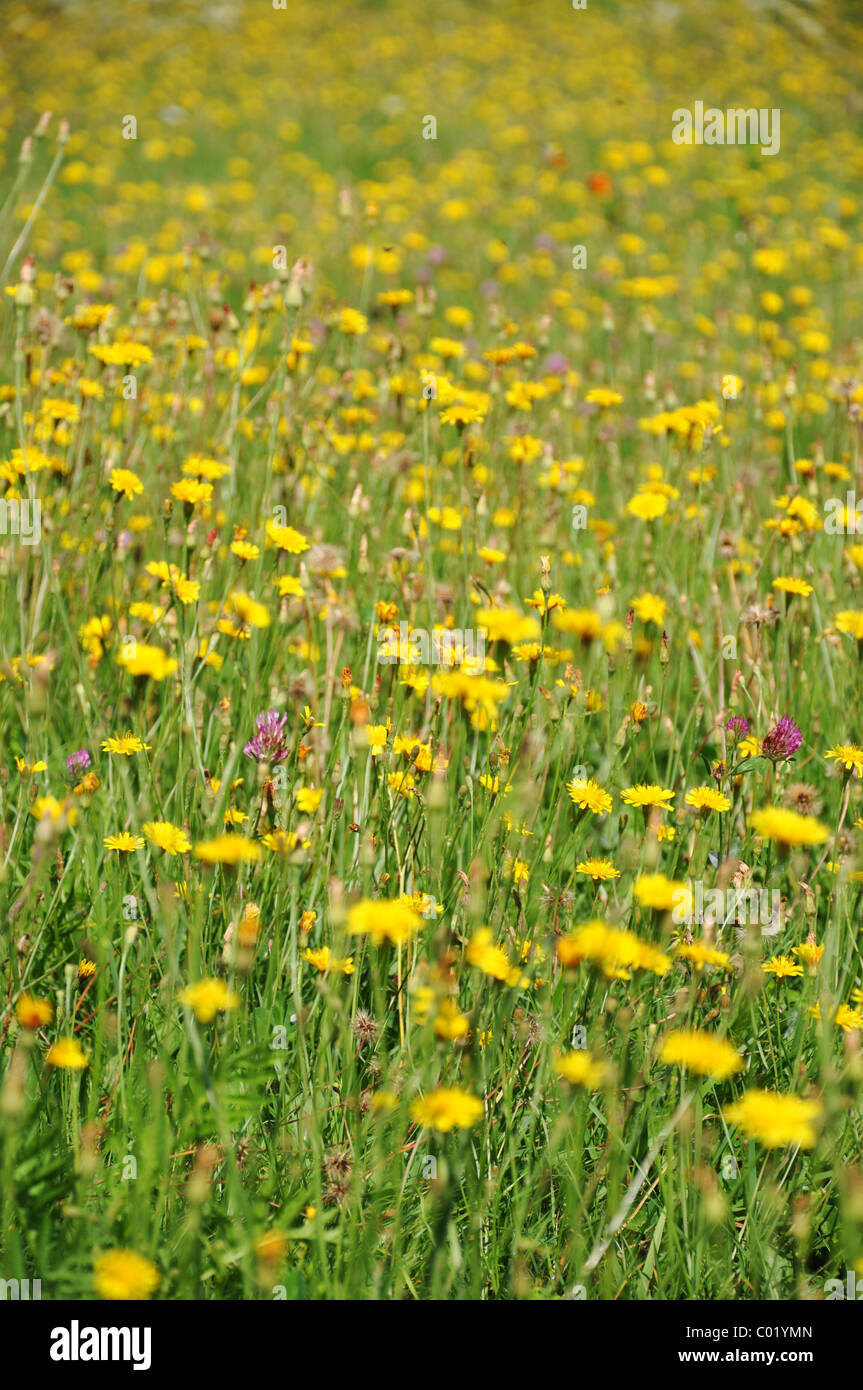 Campo de flores amarillas Foto de stock