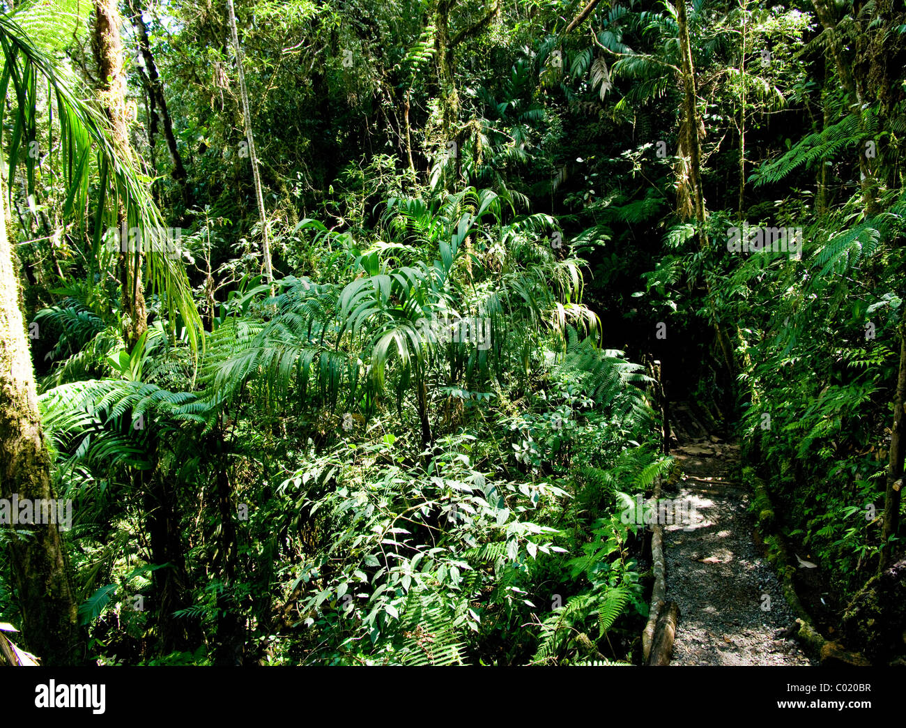 Guatemala. Alta Verapaz. Quetzal biotopo. Foto de stock