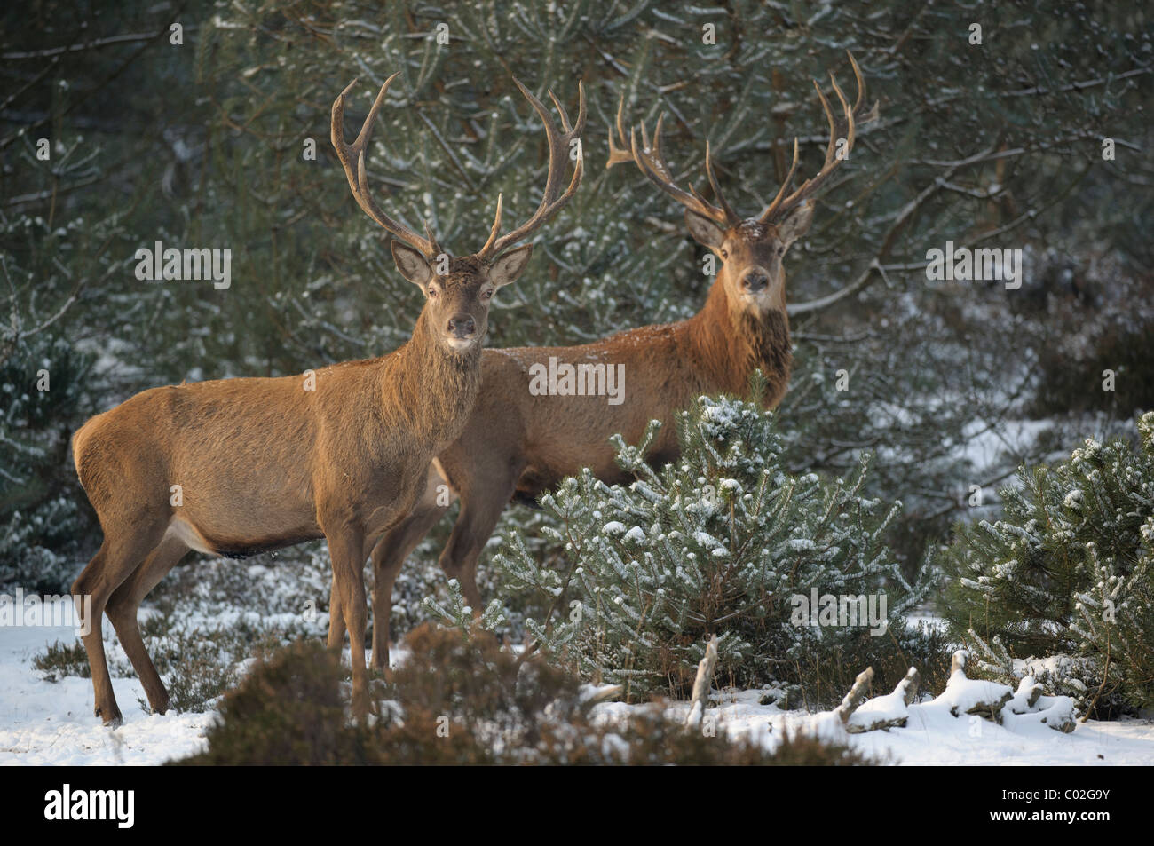 Ciervo rojo (Cervus elaphus). Dos ciervos de pie en el bosque de pinos nevado mientras se mira a la cámara, de Veluwe, Países Bajos. Foto de stock