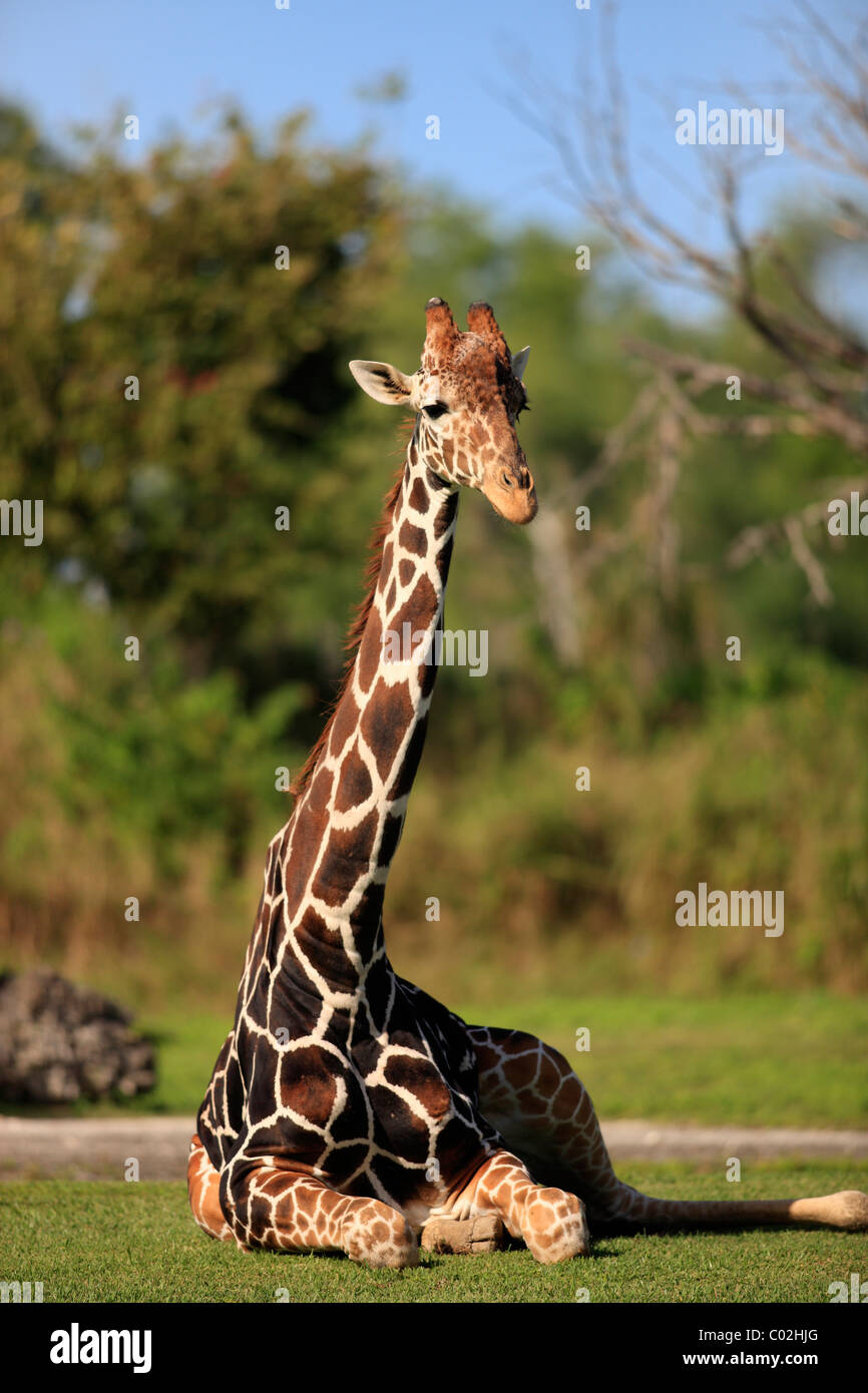 Jirafa reticulada somalí o jirafa (Giraffa camelopardalis reticulata), adulto, África Foto de stock