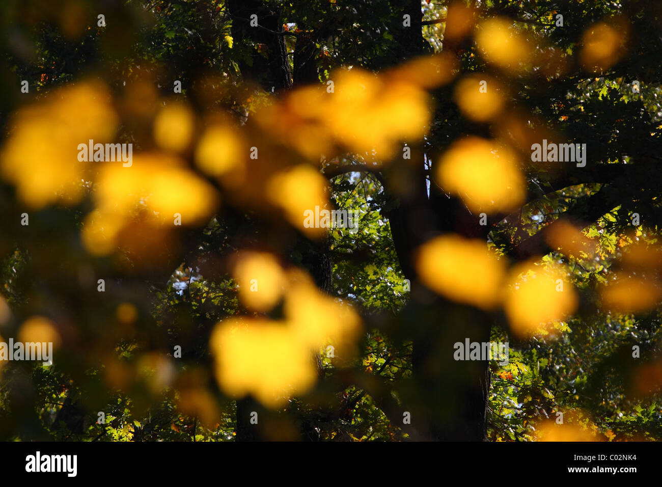 Filmación creativa de soleadas, hojas de otoño. Foto de stock
