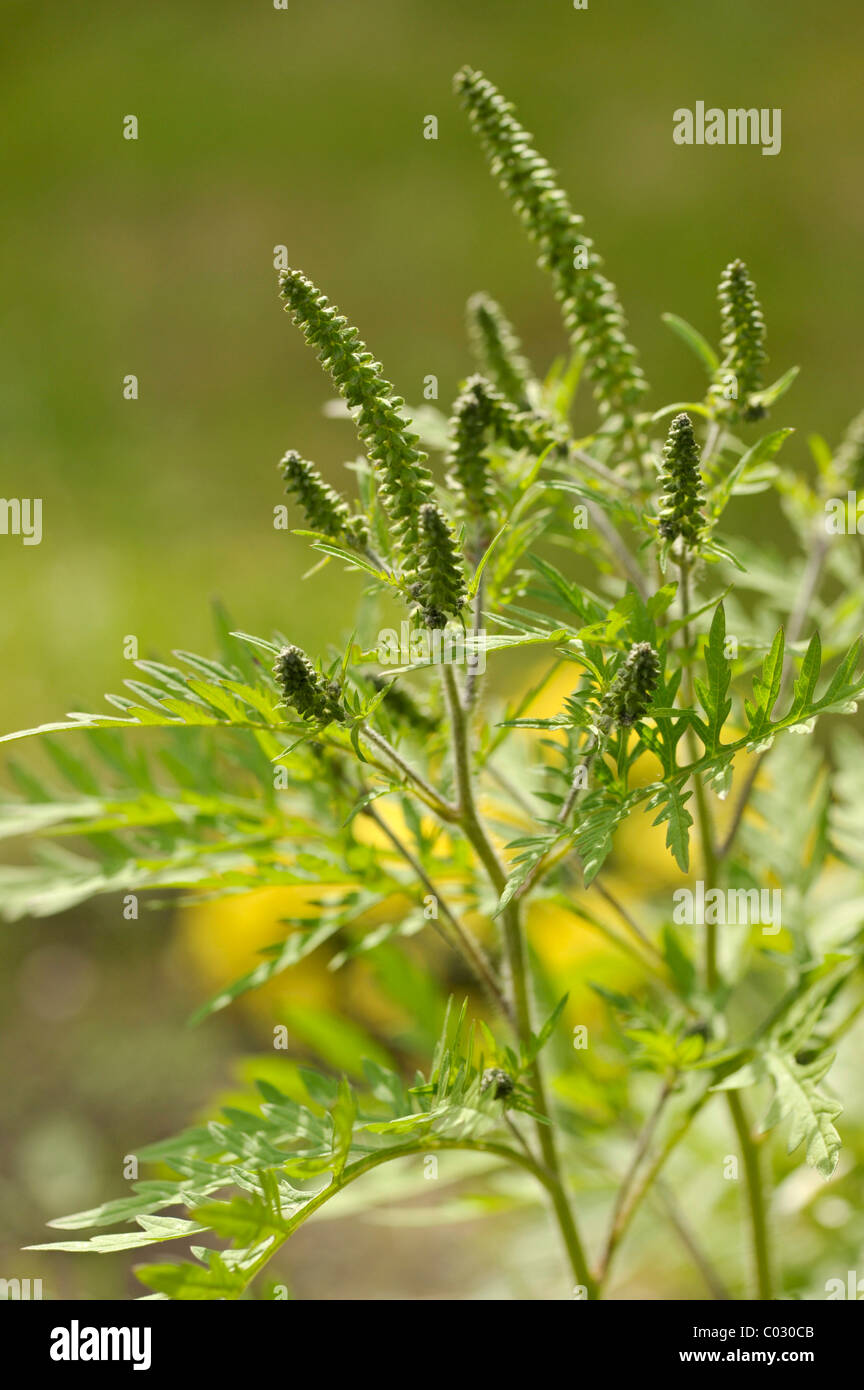 La ambrosía común (Ambrosia artemisiifolia), una planta altamente alergenos Fotografía de stock