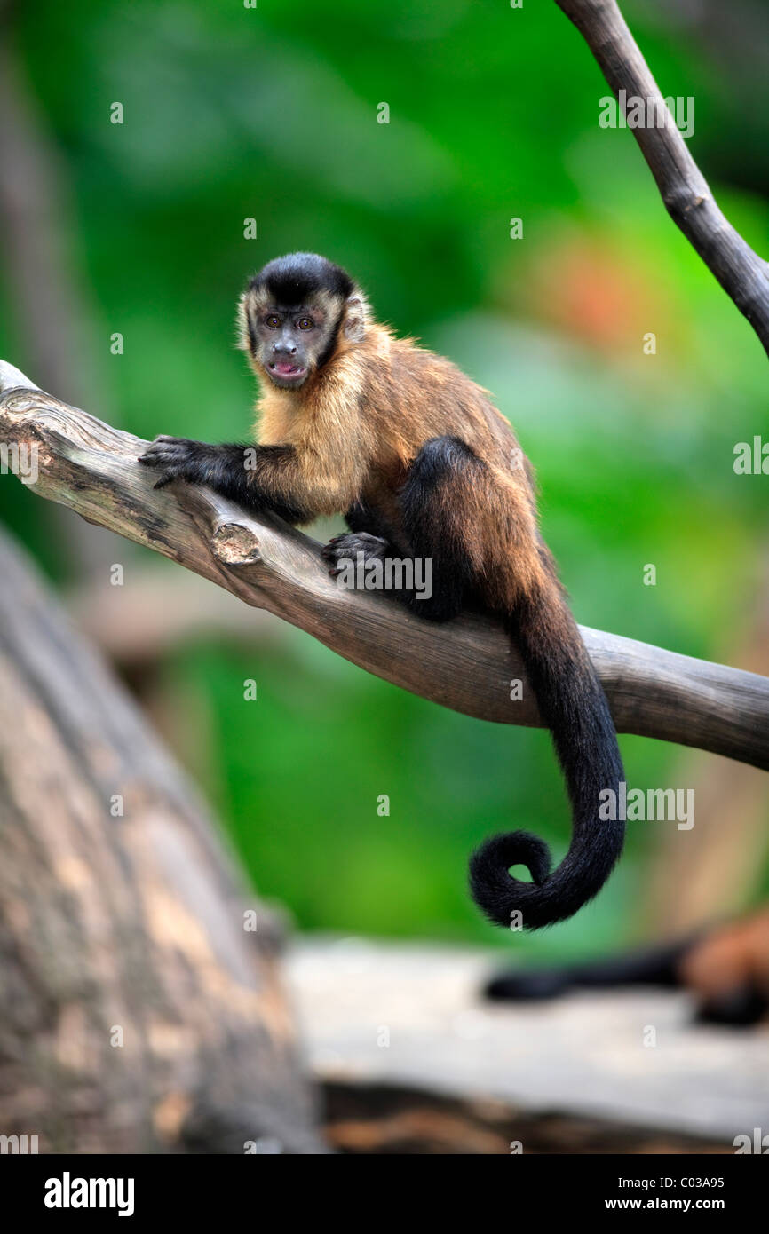 Llorona capuchino (Cebus olivaceus), adulto en un árbol, Sudamérica Foto de stock