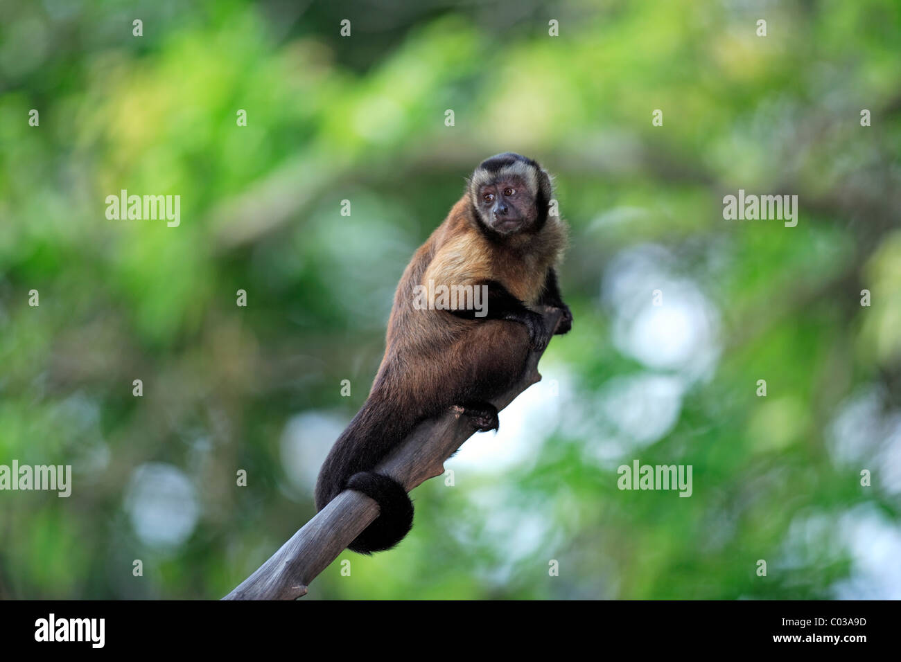Llorona capuchino (Cebus olivaceus), adulto en un árbol, Sudamérica Foto de stock