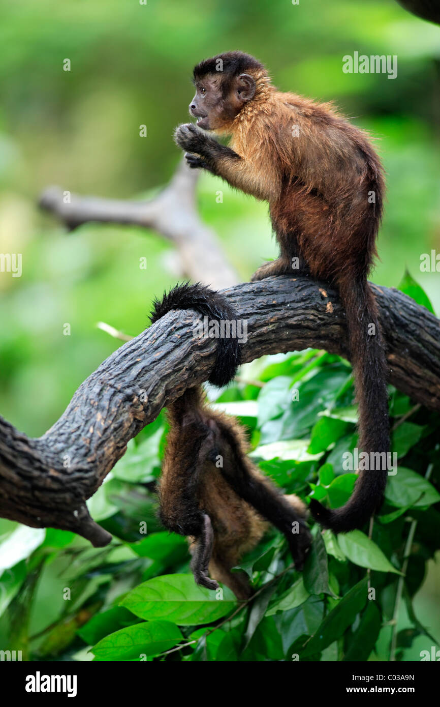 Llorona capuchino (Cebus olivaceus), adulto en un árbol, Sudamérica Foto de stock