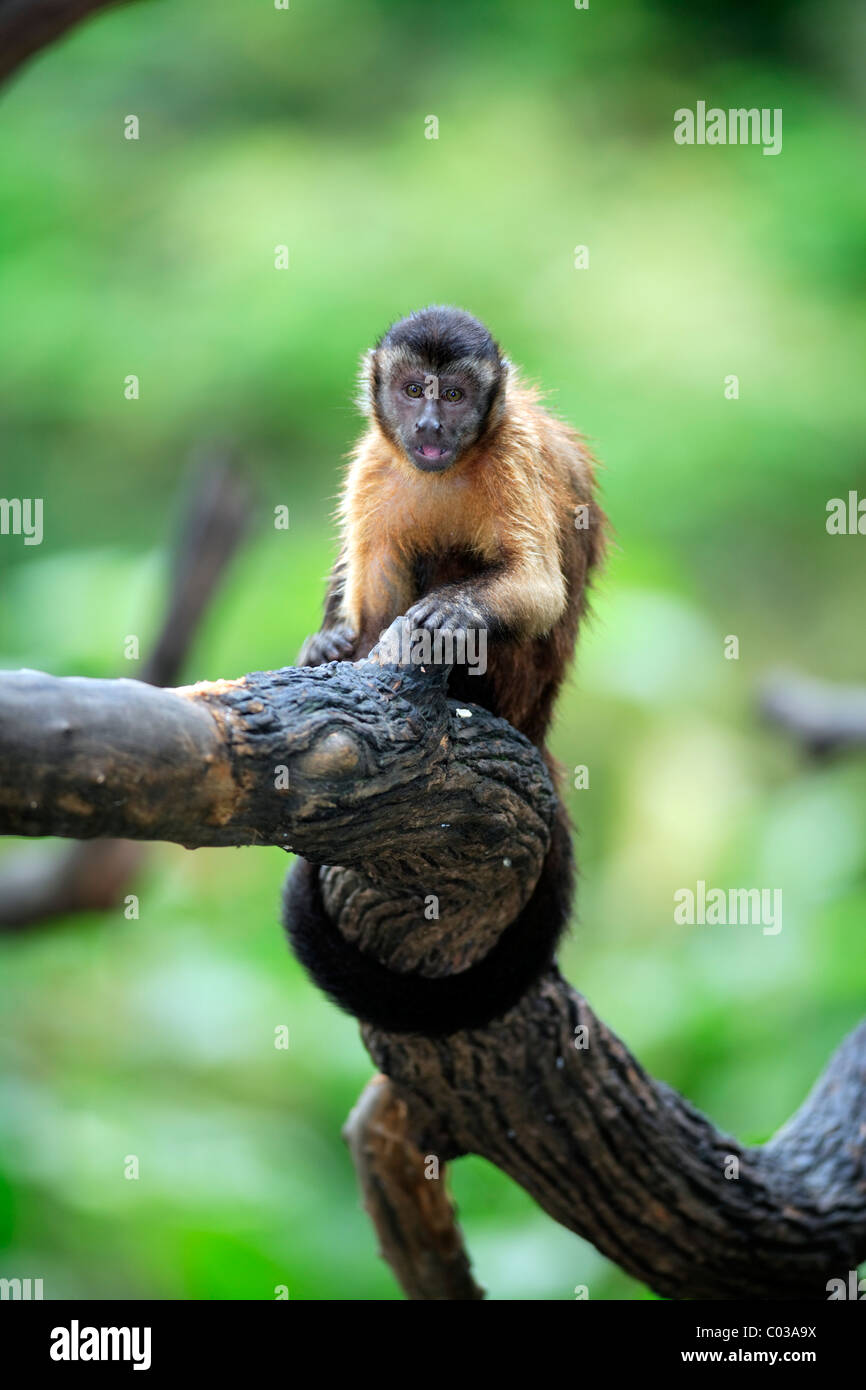 Llorona capuchino (Cebus olivaceus), adultos comiendo en un árbol, Sudamérica Foto de stock