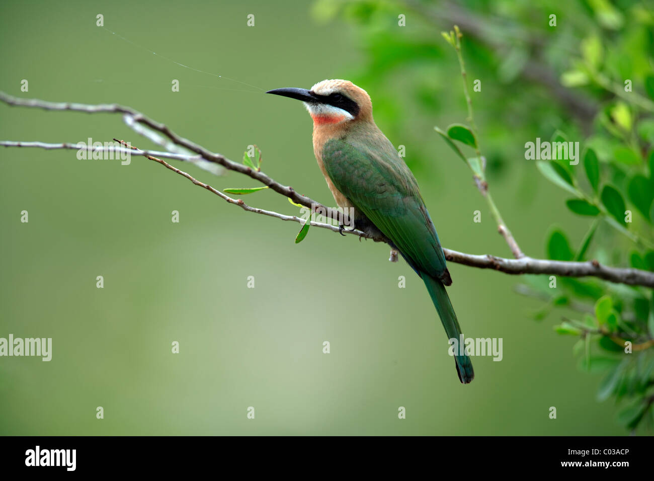 De fachada blanca el abejaruco (Merops bullockoides), pájaro adulto en una rama, el Parque Nacional Kruger, Sudáfrica, África Foto de stock