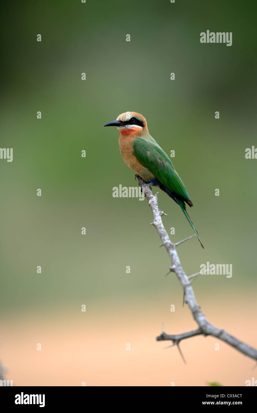 De fachada blanca el abejaruco (Merops bullockoides), pájaro adulto en una rama, el Parque Nacional Kruger, Sudáfrica, África Foto de stock