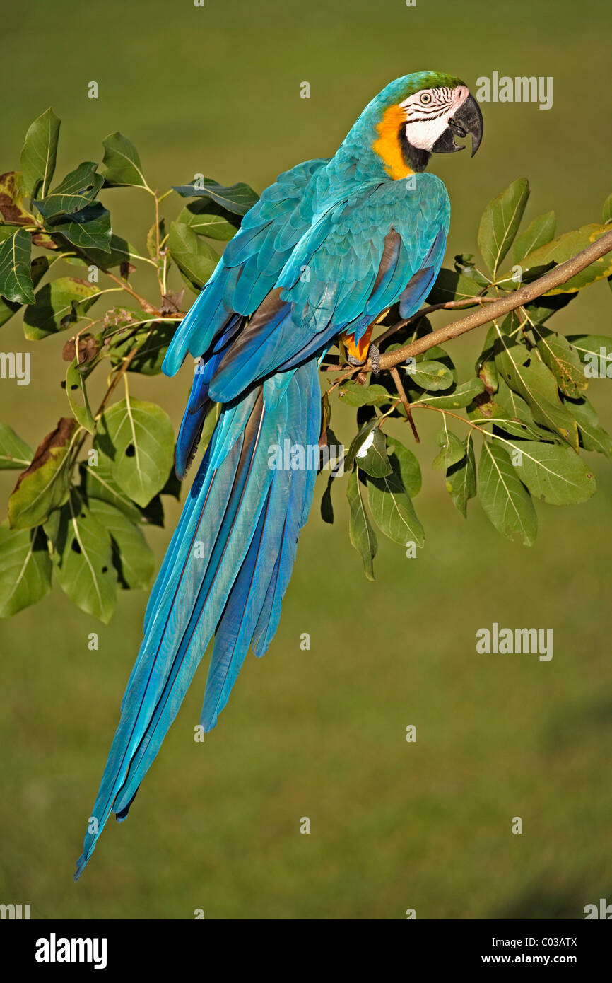 Azul y Amarillo guacamayo (Ara ararauna), adulto en una rama, el Pantanal, Brasil, América del Sur Foto de stock