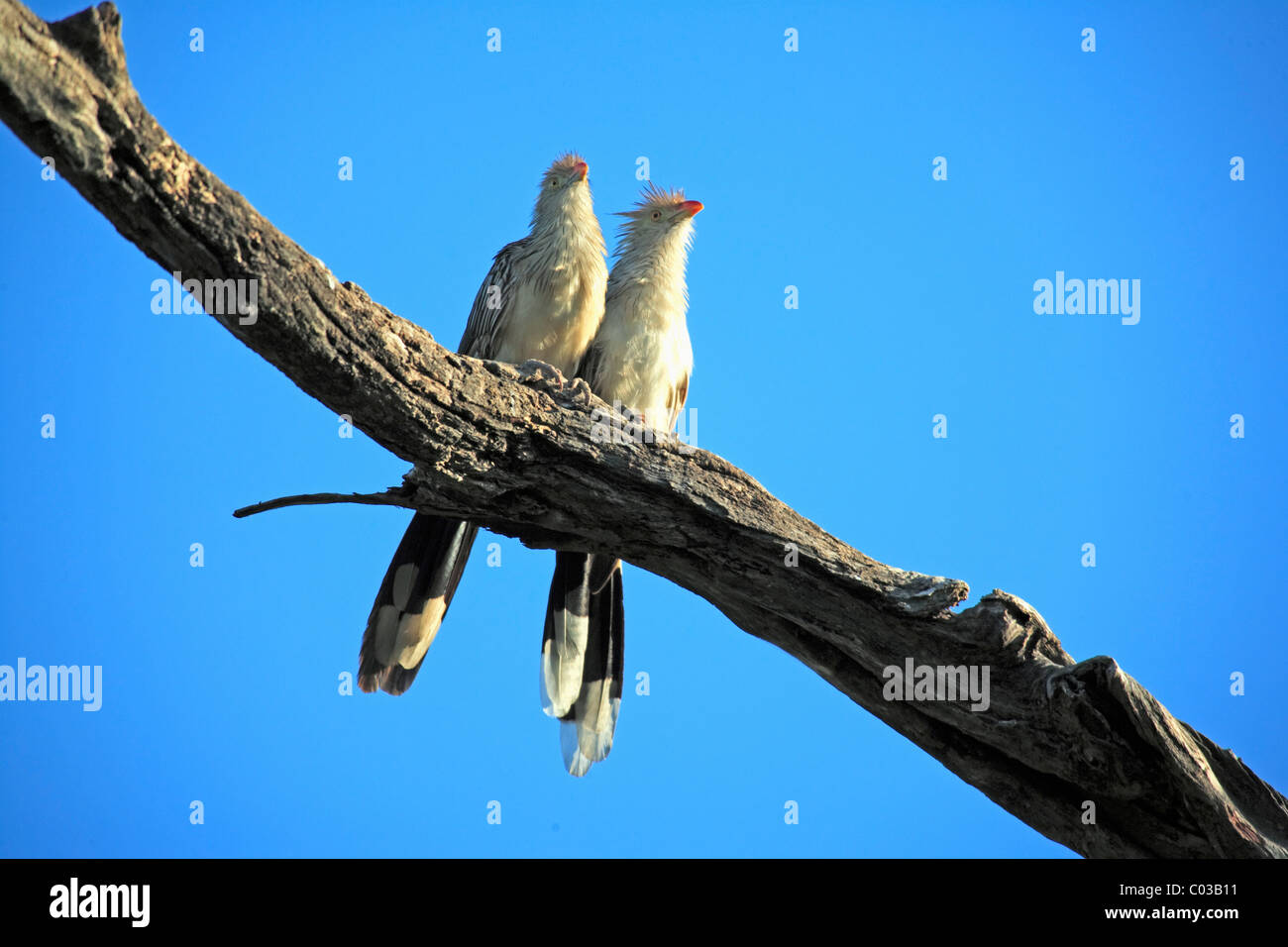 Guira Guira Guira (Cuco), las aves adultas en una rama, el Pantanal, Brasil, América del Sur Foto de stock