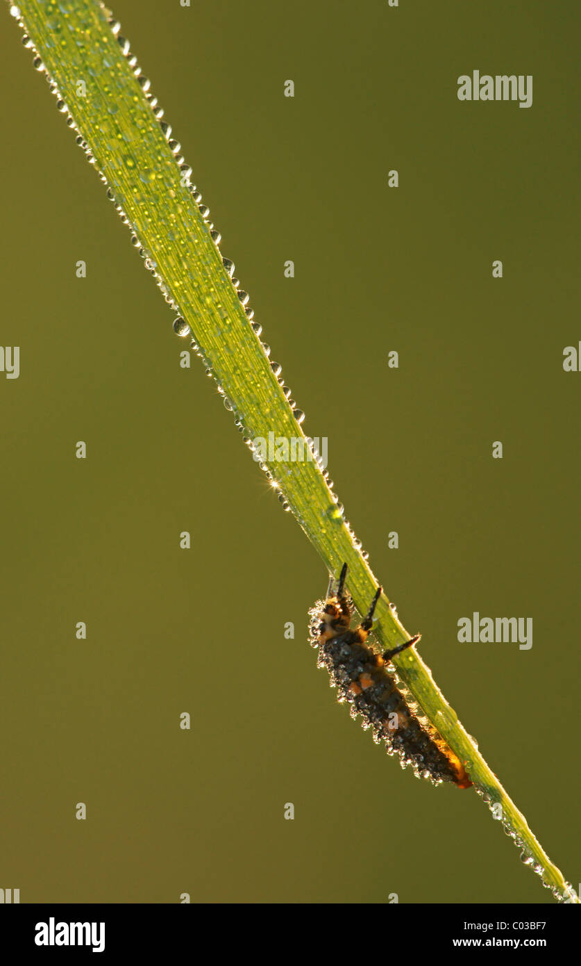 Mariquita (Coccinellidae) larva Foto de stock