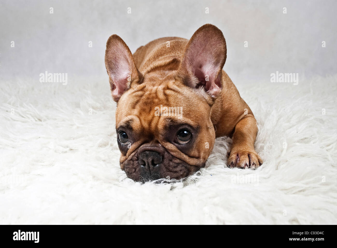 Bulldog Francés poniendo su cabeza en manta peluche blanco Fotografía de  stock - Alamy