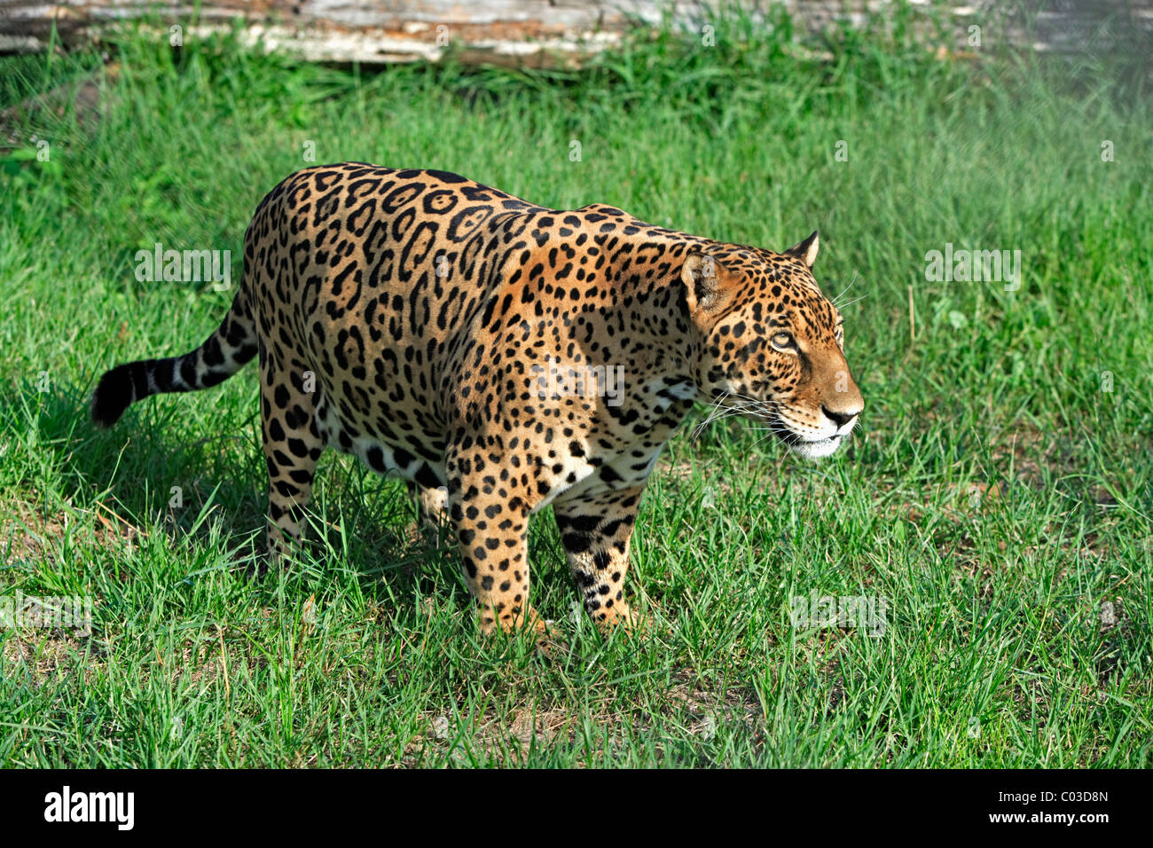 Jaguar (Panthera onca), el macho adulto, Pantanal, Brasil, América del Sur Foto de stock