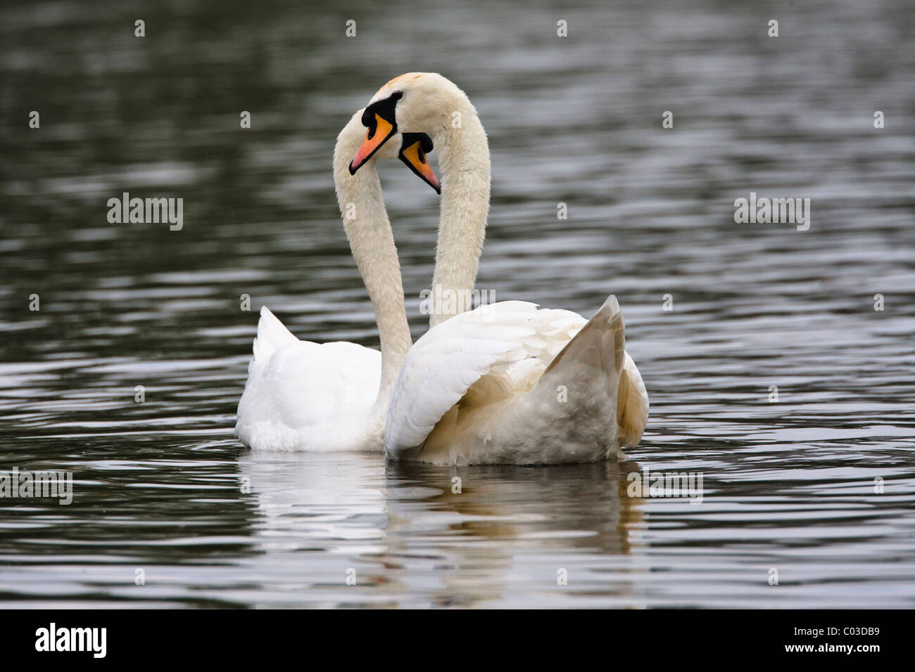 Cisnes en silencio el cortejo el emparejamiento con el par formando una forma corazón Foto de stock