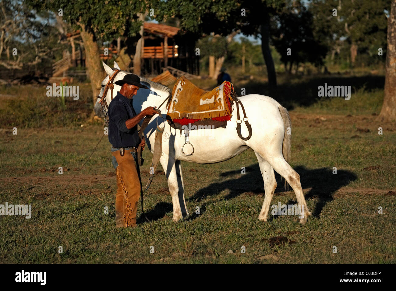 Pantanal cowboy, ensillar su caballo Pantaneiro, Pantanal, Brasil, América del Sur Foto de stock