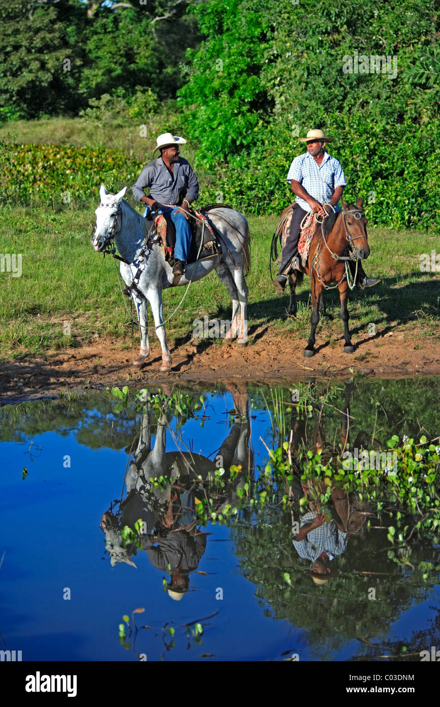 Pantanal cowboys montando caballos Pantaneiro, Pantanal, Brasil, América del Sur Foto de stock