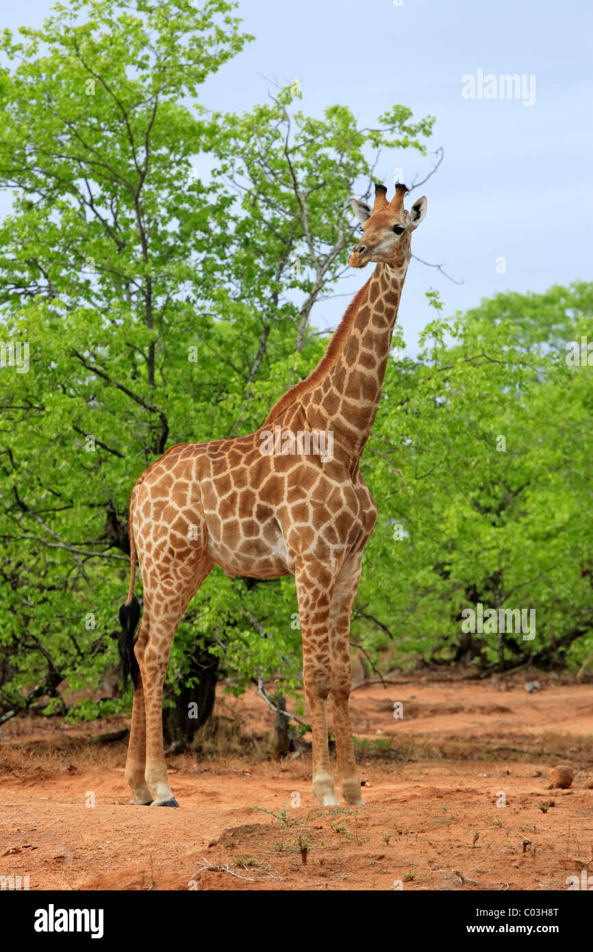Cape jirafa (Giraffa camelopardalis giraffa), macho adulto, el Parque Nacional Kruger, Sudáfrica, África Foto de stock