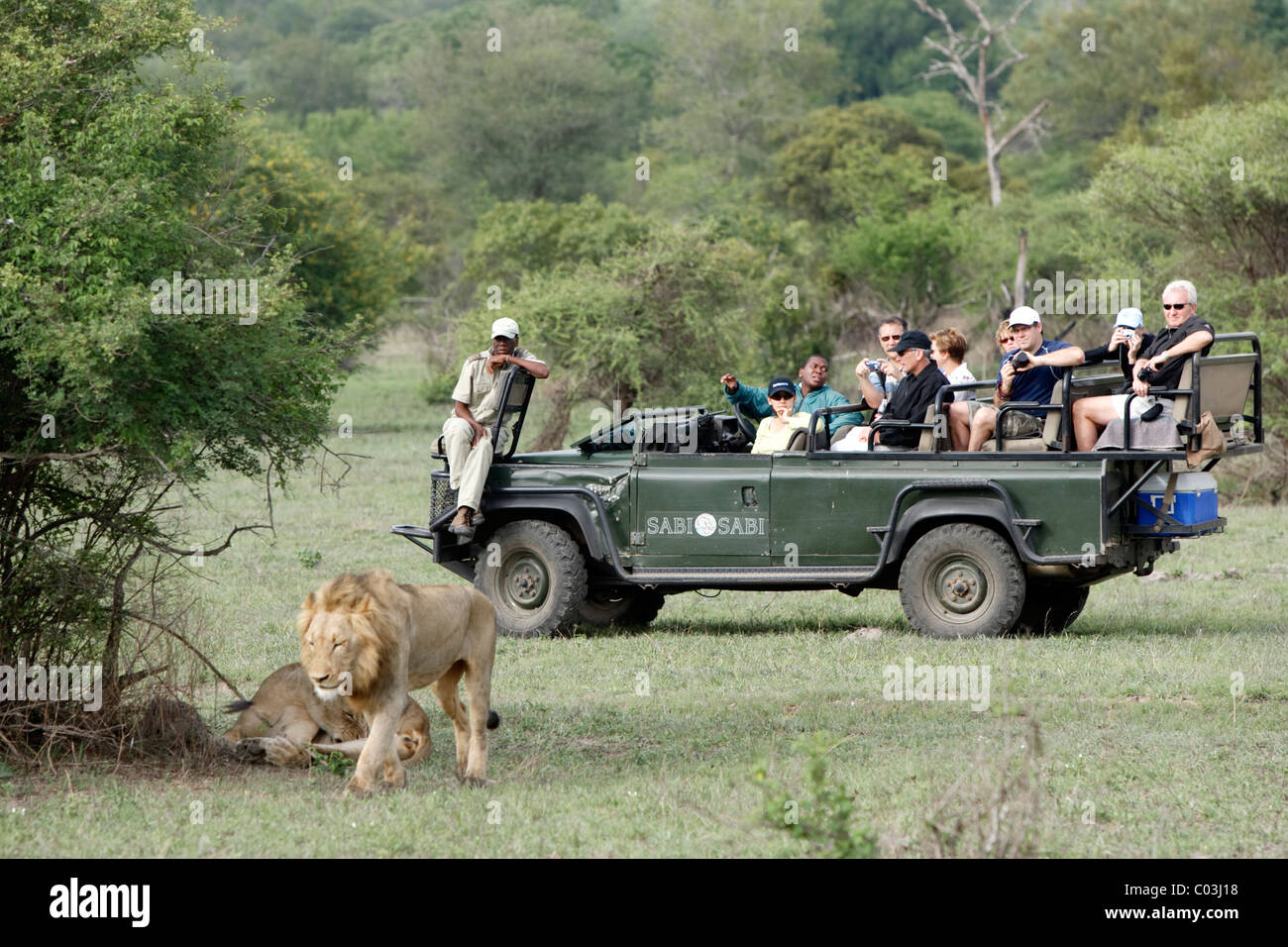 Safari, turistas en un abrir landrover viendo un león (Panthera leo), el Parque Nacional Kruger, Sudáfrica, África Foto de stock