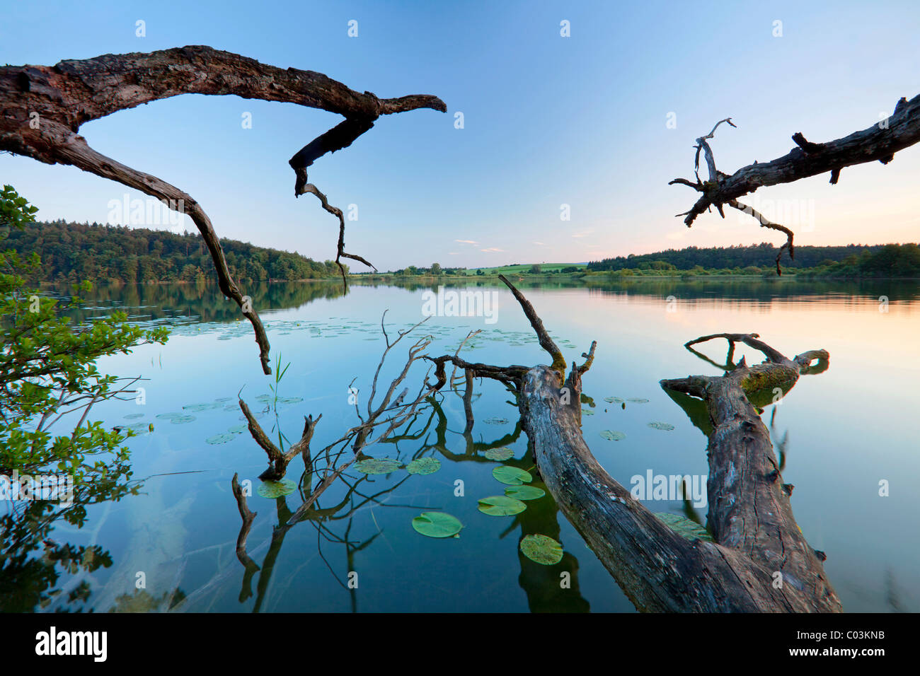 Las ramas de un árbol viejo en el lago Mindelsee, Baden-Wurtemberg, Alemania, Europa Foto de stock