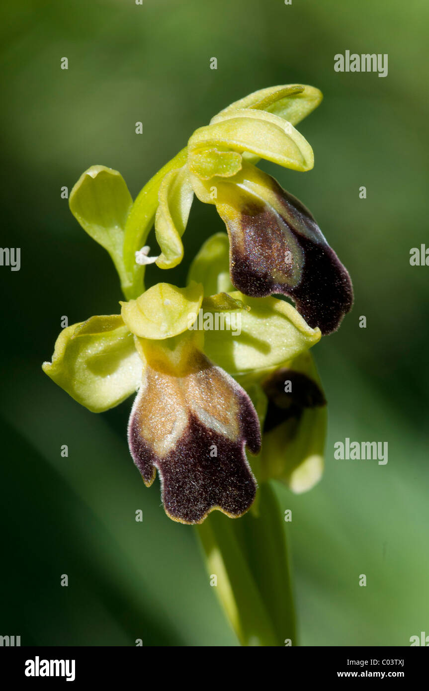 Sordo (Ophrys Ophrys fusca fusca). ssp. Foto de stock