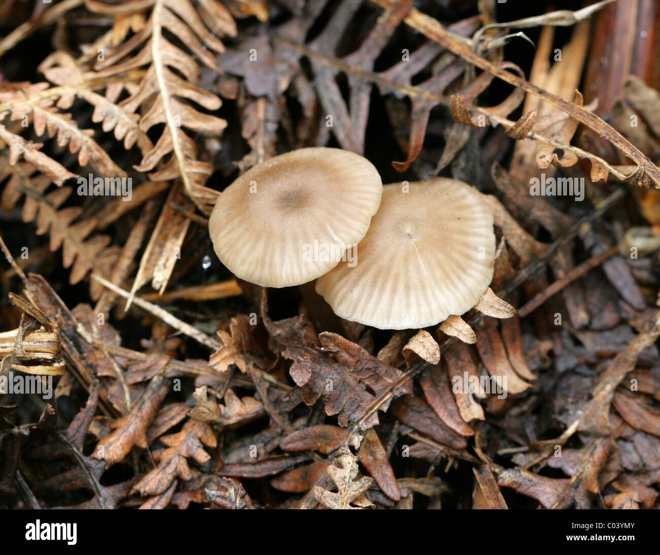 Mealy capot, Mycena cinerella, Mycenaceae. Creciendo en el viejo Bracken. Agosto, Berkhamsted, Hertfordshire. Foto de stock