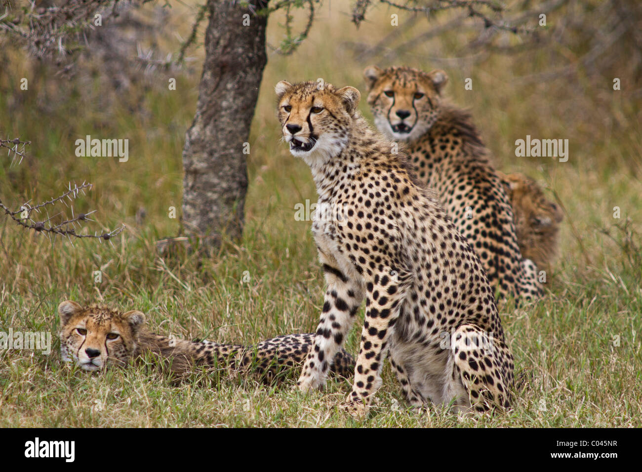 Un grupo de cuatro cheetah en Kenya. Foto de stock