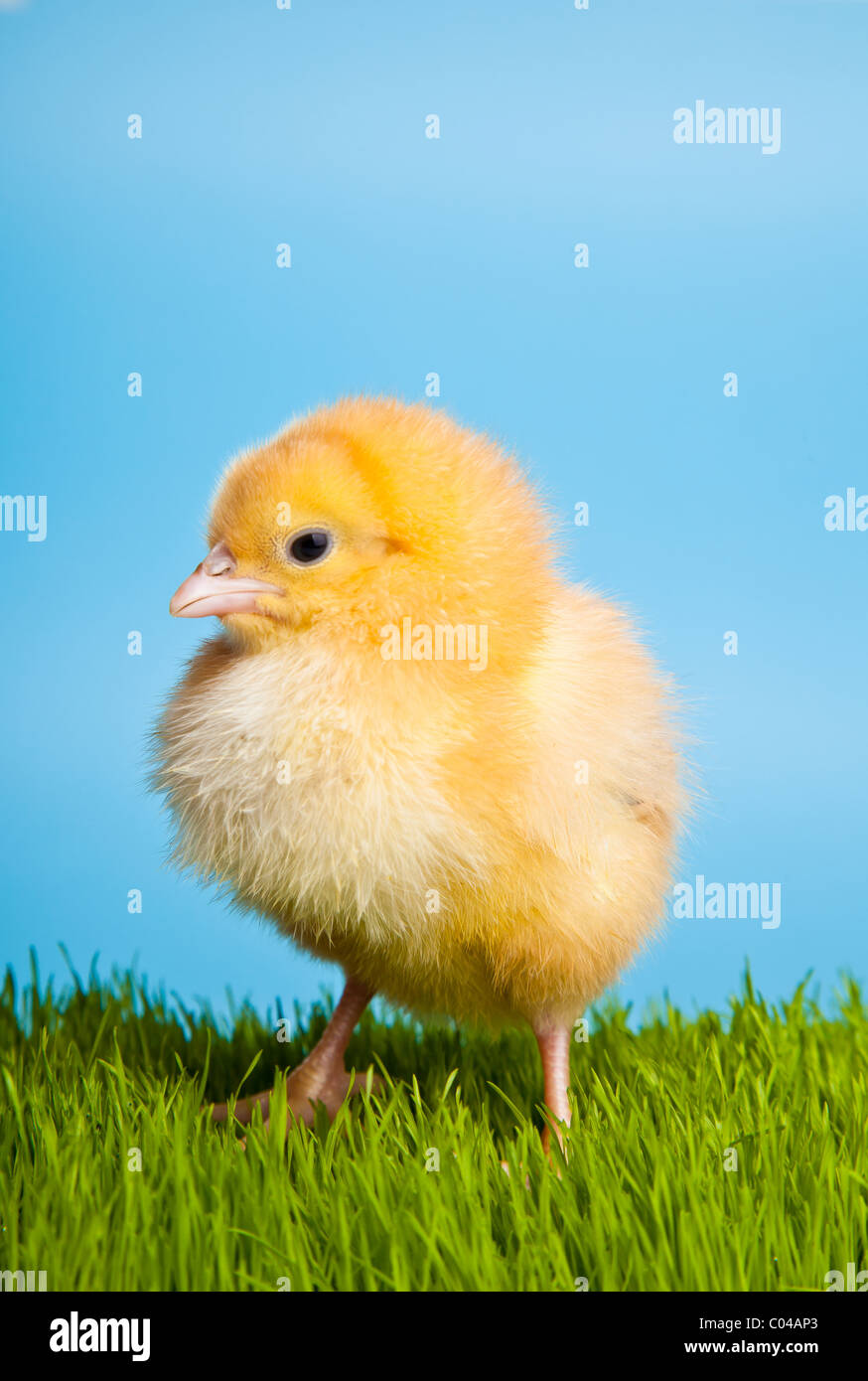 Pollos y huevos de Pascua en la pasto verde sobre fondo azul. Foto de stock