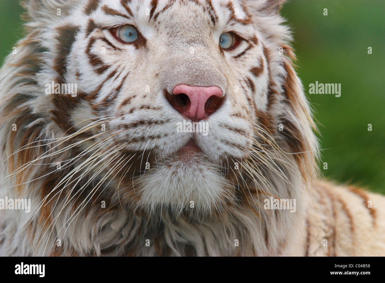 Tigre blanco vertical Foto de stock