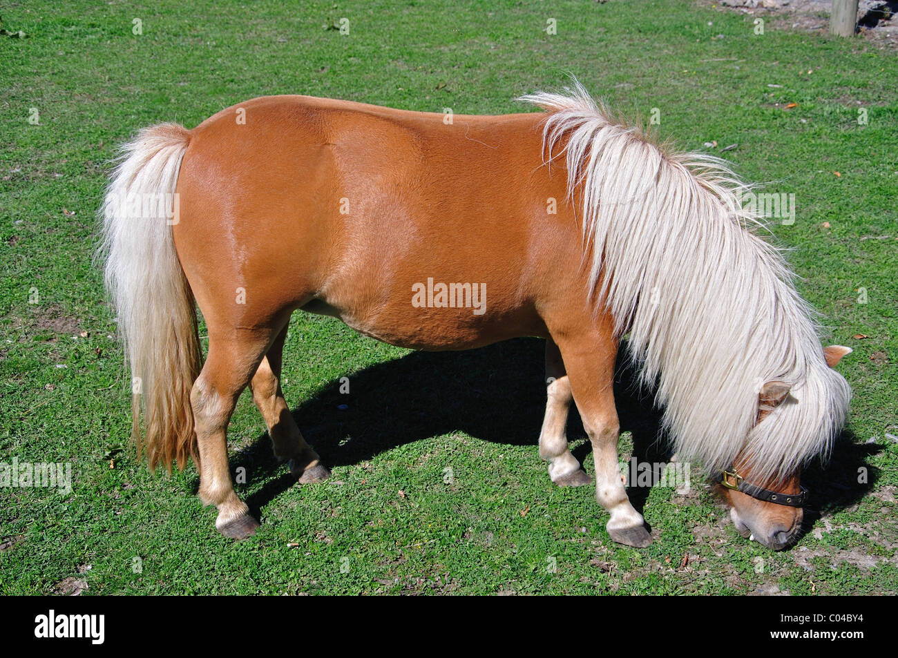 Shetland Pony en campo, Darfield, Selwyn distrito, región de Canterbury, Isla del Sur, Nueva Zelanda Foto de stock