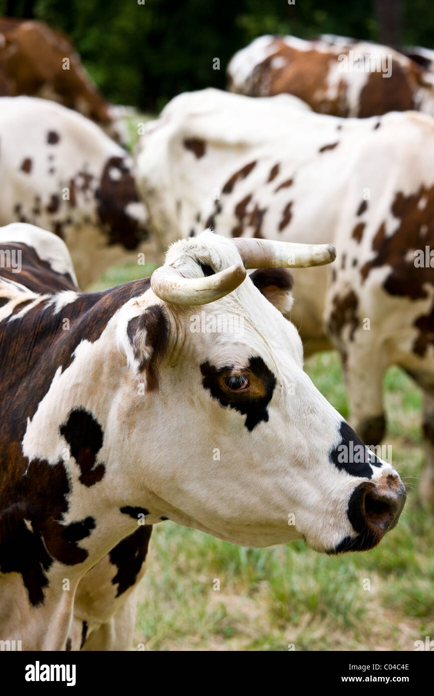 Marrón y blanco de vaca francesa de Normandía, entre el rebaño de vacas en una pradera en el Dordogne, área de Francia Foto de stock