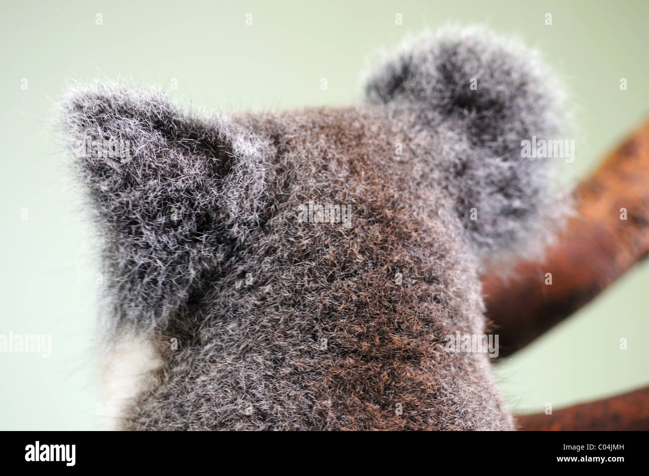 La parte posterior de la cabeza de un koala Foto de stock