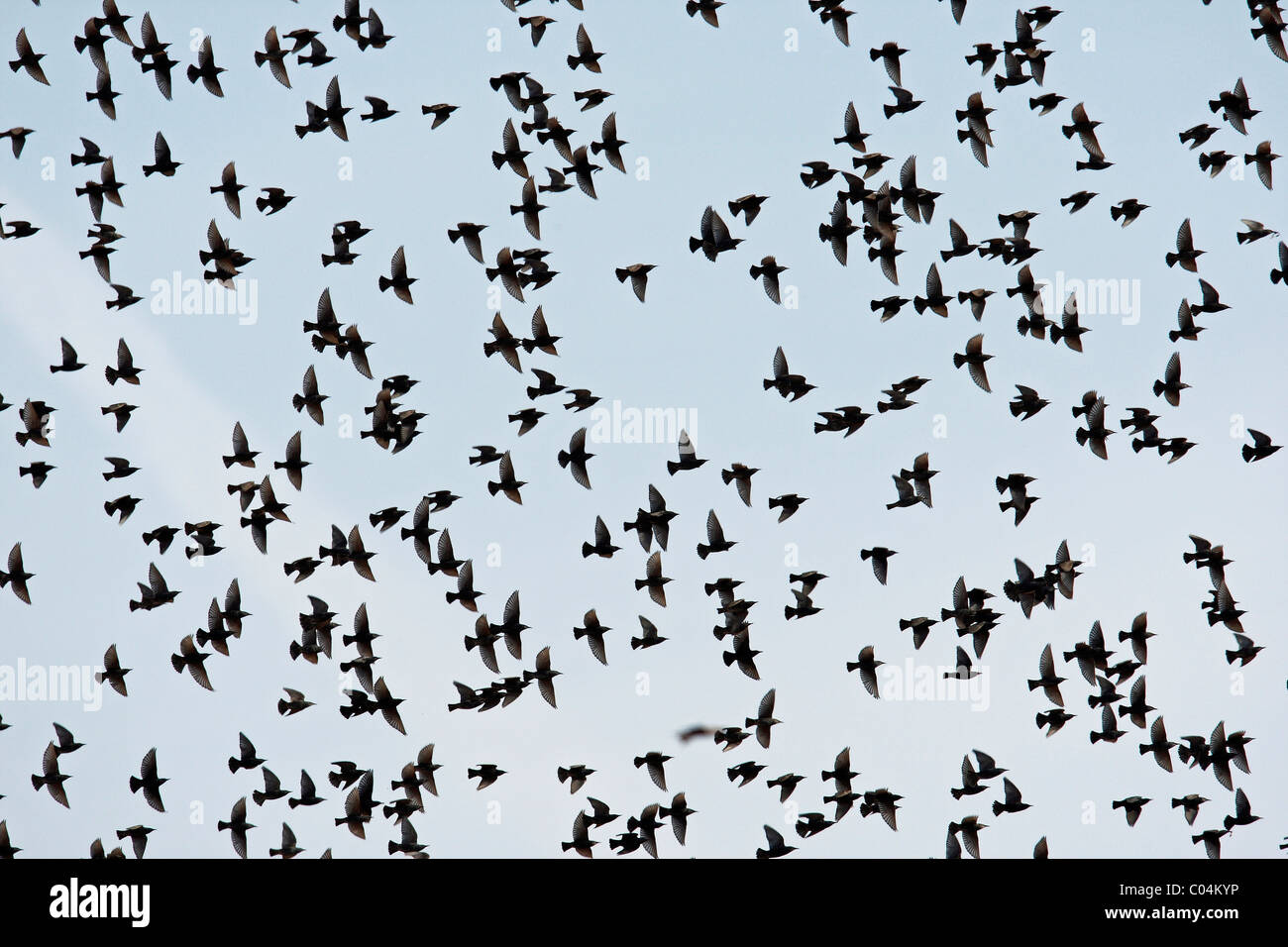 Unión estornino (Sturnus vulgaris), migración de rebaño en vuelo. Foto de stock