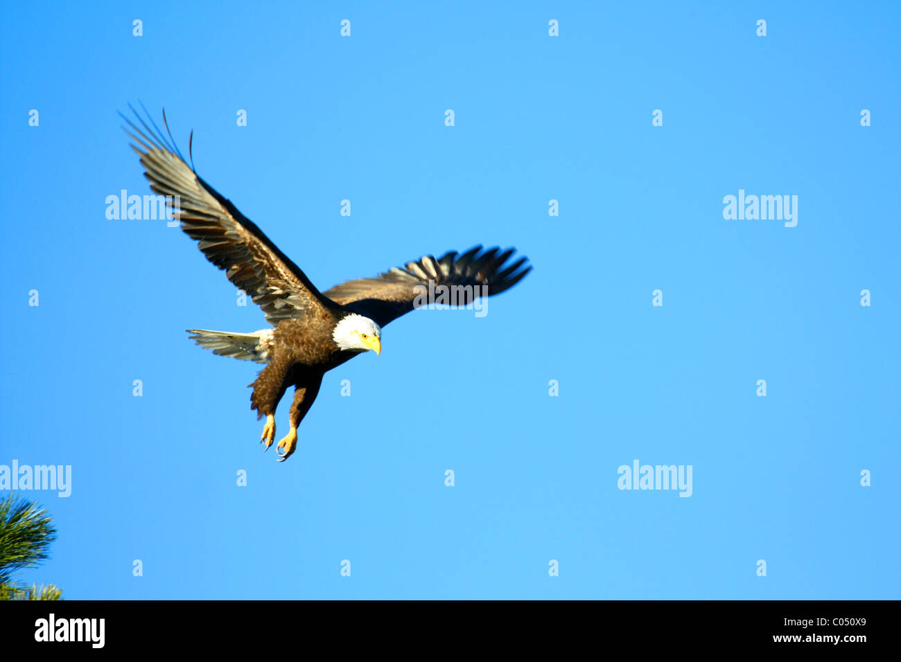 Adultos 40,583.02833 águila calva (Haliaeetus leucocephalus) empezando a volar después de dejar su treetop percas. Foto de stock