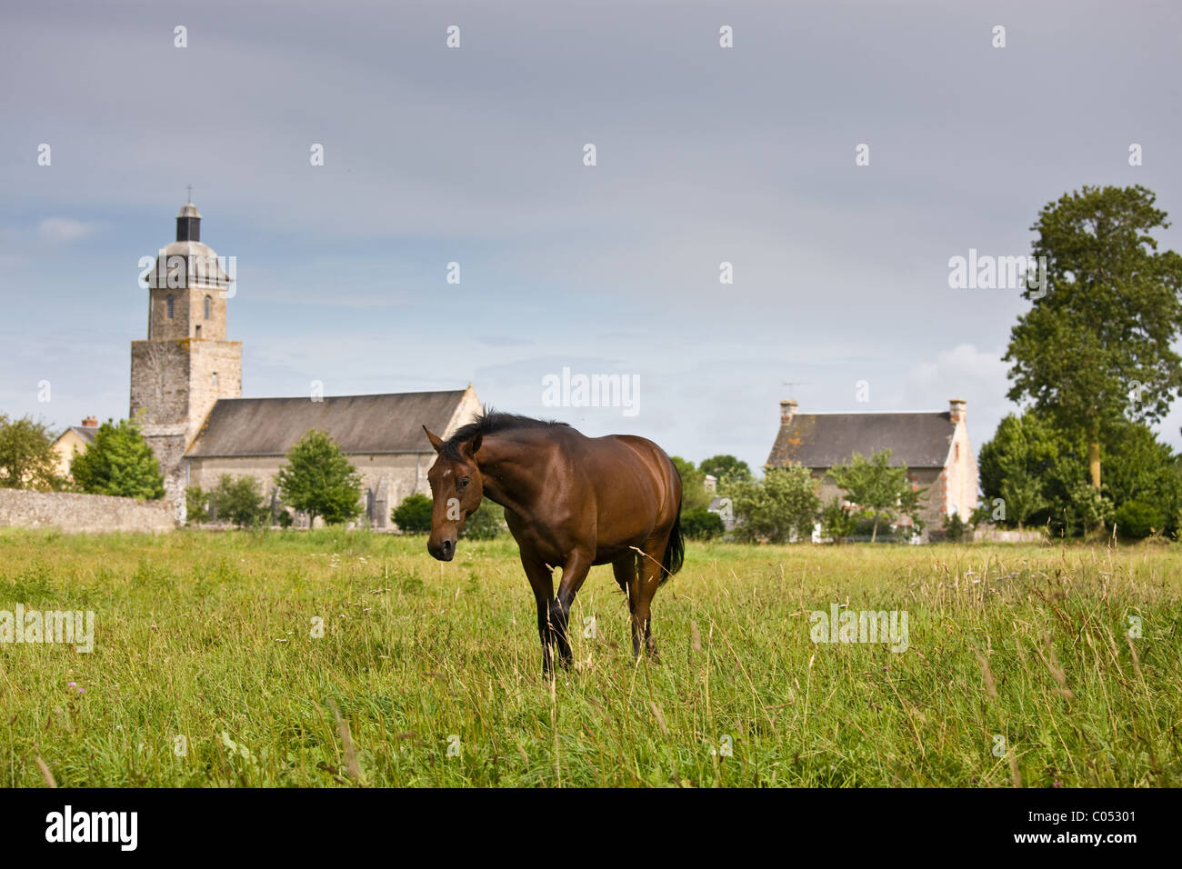 Bayo caballo en un prado en Herenguerville en Normandía, Francia Foto de stock