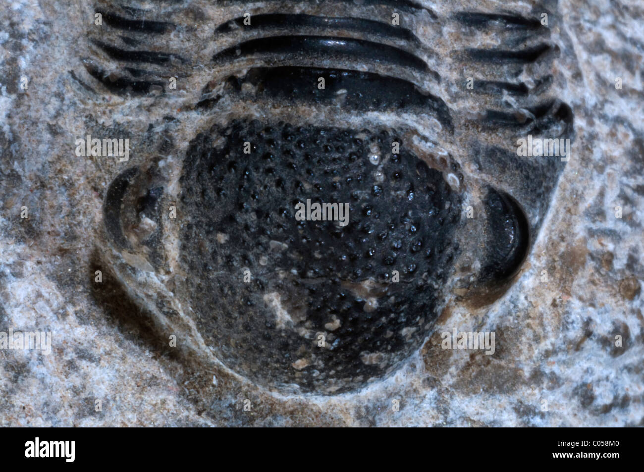 Trilobite fósil en detalle un fondo aislado negro Foto de stock