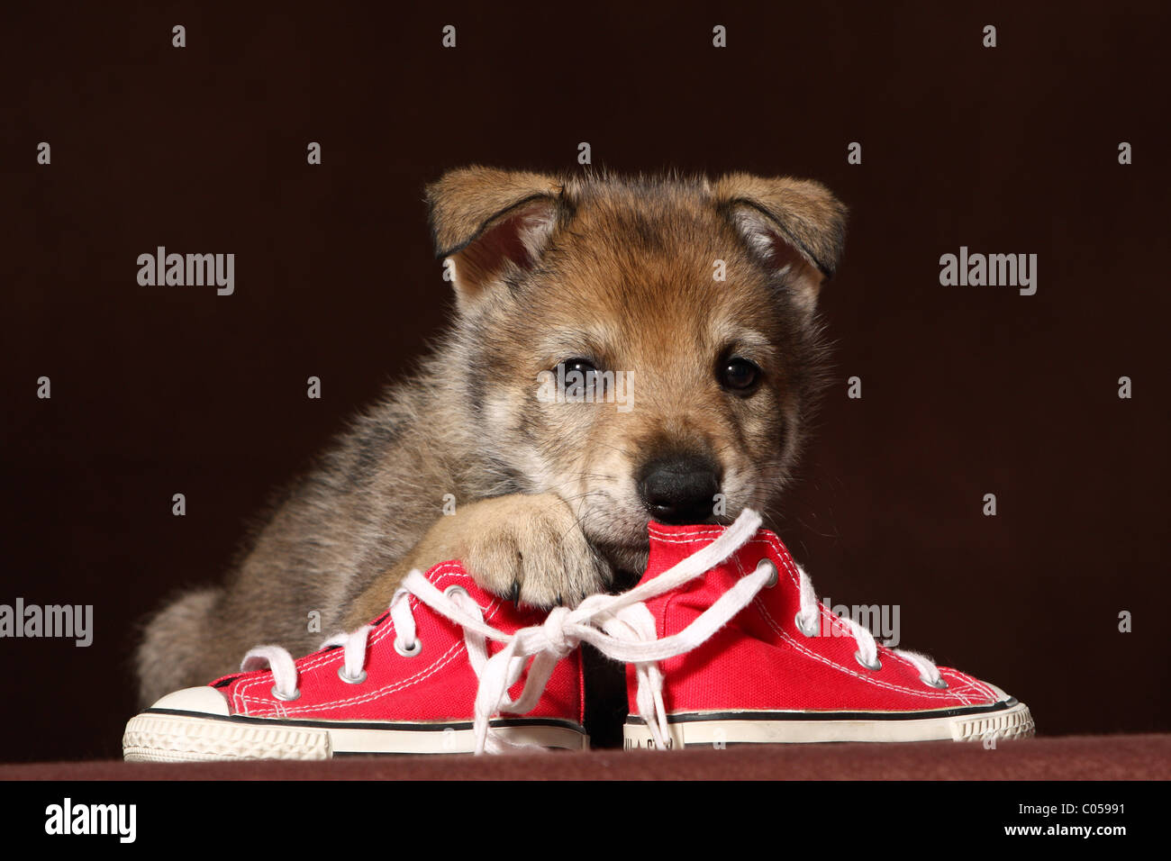 Perros con zapatos fotografías e imágenes de alta resolución - Página 3 -  Alamy