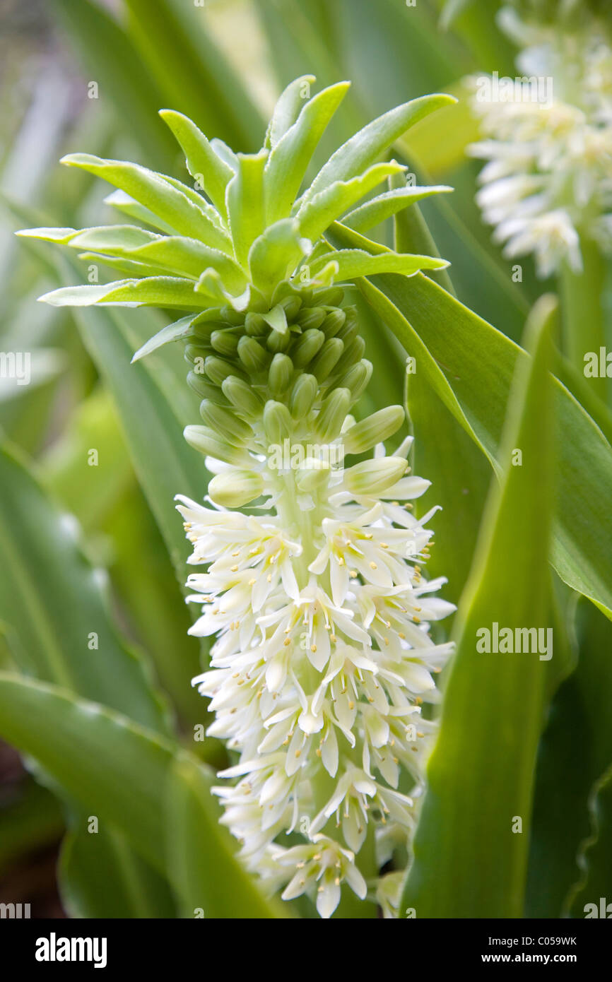 Diagrama De Flor De Piña