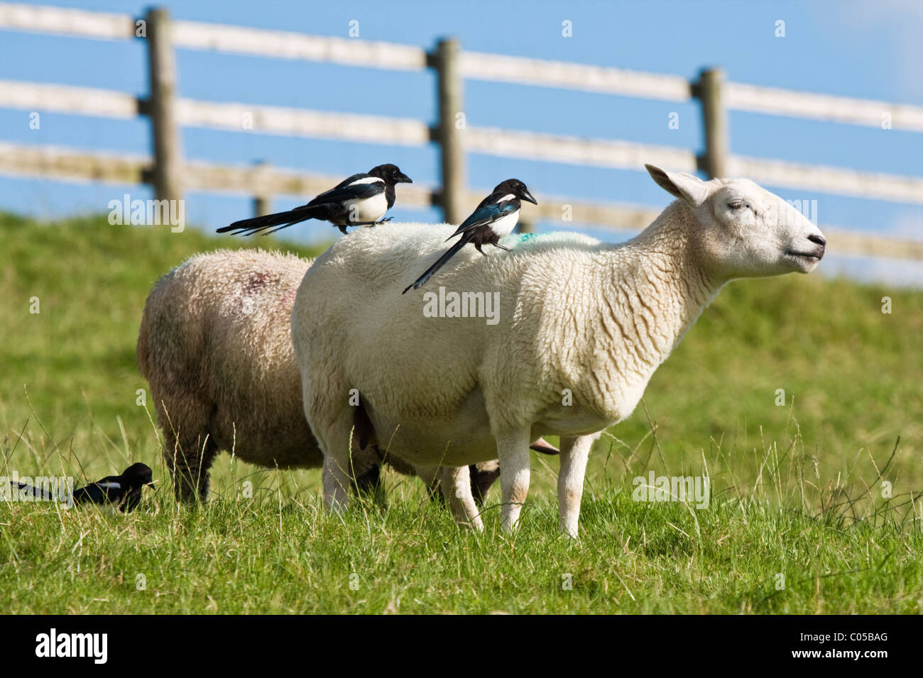 Las urracas,Pica pica sentado en las espaldas de ovejas en busca de parásitos o de lana para anidar Foto de stock
